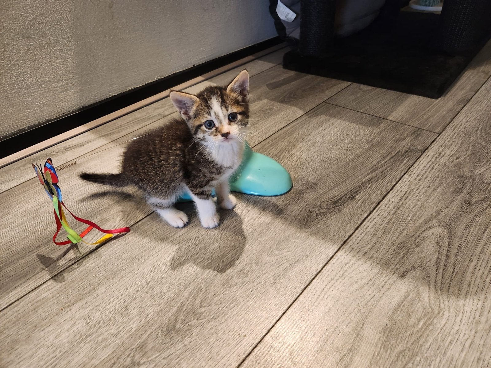 Kittens, Meerdere dieren