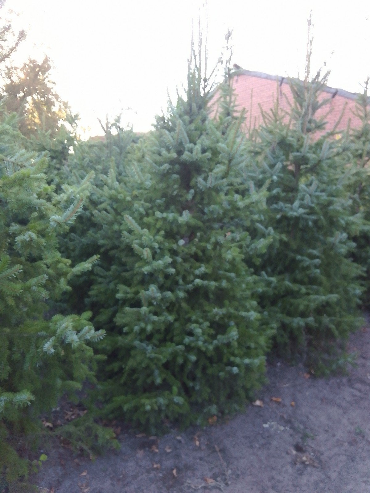 Kerstbomen " Picea omorika", Tuin en Terras, Ophalen
