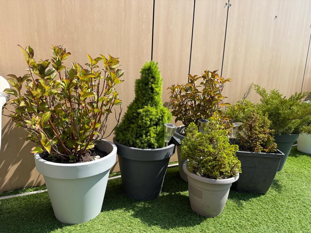 Mooie tuinplanten / hortensia / conifeer / jeneverbes, Ophalen, Overige soorten, Halfschaduw