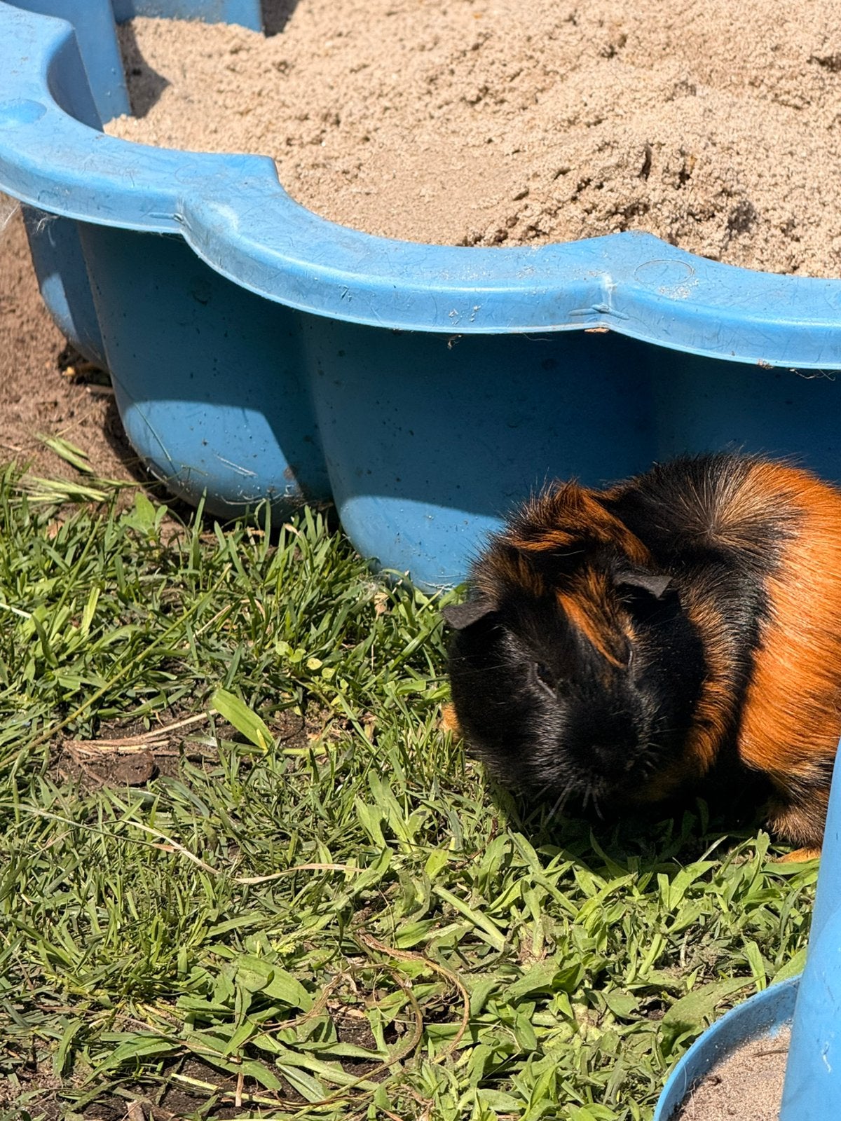 Mooie cavia beertje, Dieren en Toebehoren, Januari, Mannelijk, Cavia