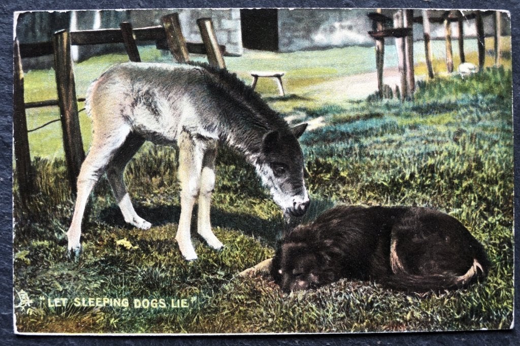 Let sleeping dogs lie - jij ook jonge ezel, Tuck's Post Card, Verzenden, Voor 1920, Ongelopen, Hond of Kat