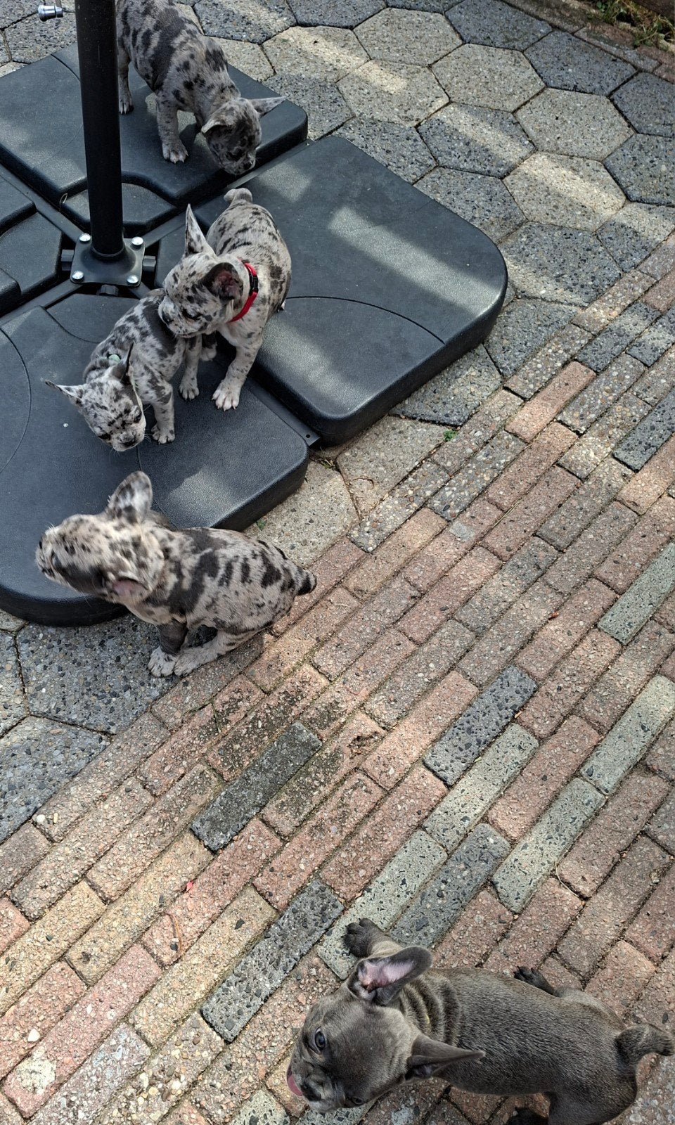 Franse bulldog 5 teefjes en 1 reutje 
vijf teefjes en e, 8 tot 15 weken, Bulldog, Meerdere, Meerdere dieren