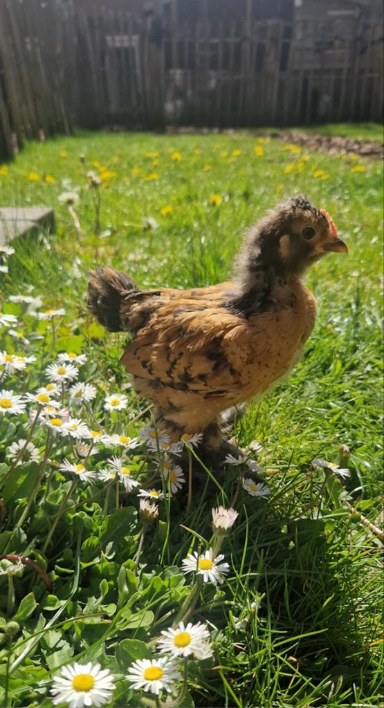Zijdehoen X Cochin haantje, Dieren en Toebehoren, Mannelijk, Kip