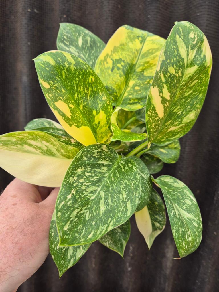Philodendron Green Congo Variegata p14 (2), Huis en Inrichting, Kamerplanten, Minder dan 100 cm, Halfschaduw, Ophalen of Verzenden