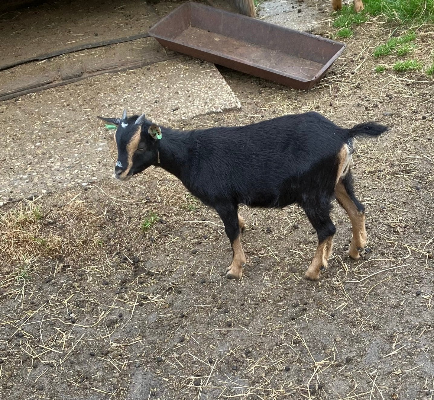 Mooi black and tan dwerggeitje, Vrouwelijk, 0 tot 2 jaar
