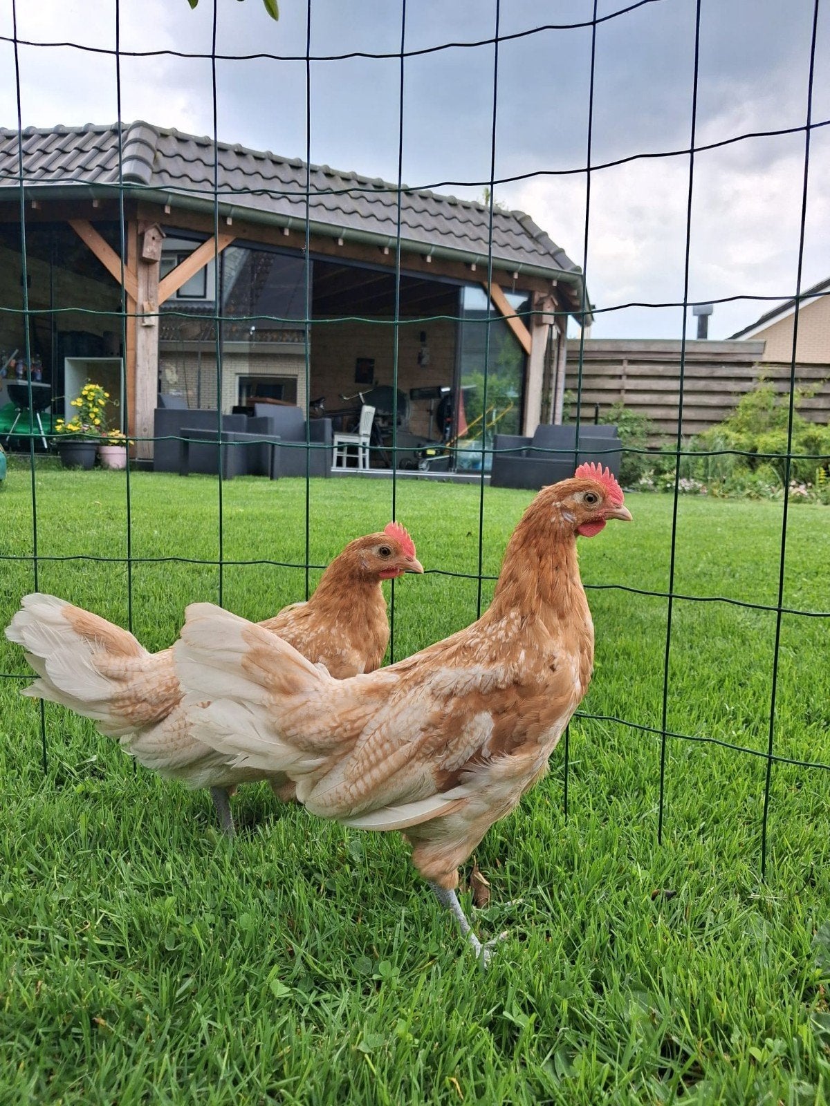 Friese hoen geelwitpel.  Kippen, Dieren en Toebehoren, Mannelijk, Kip