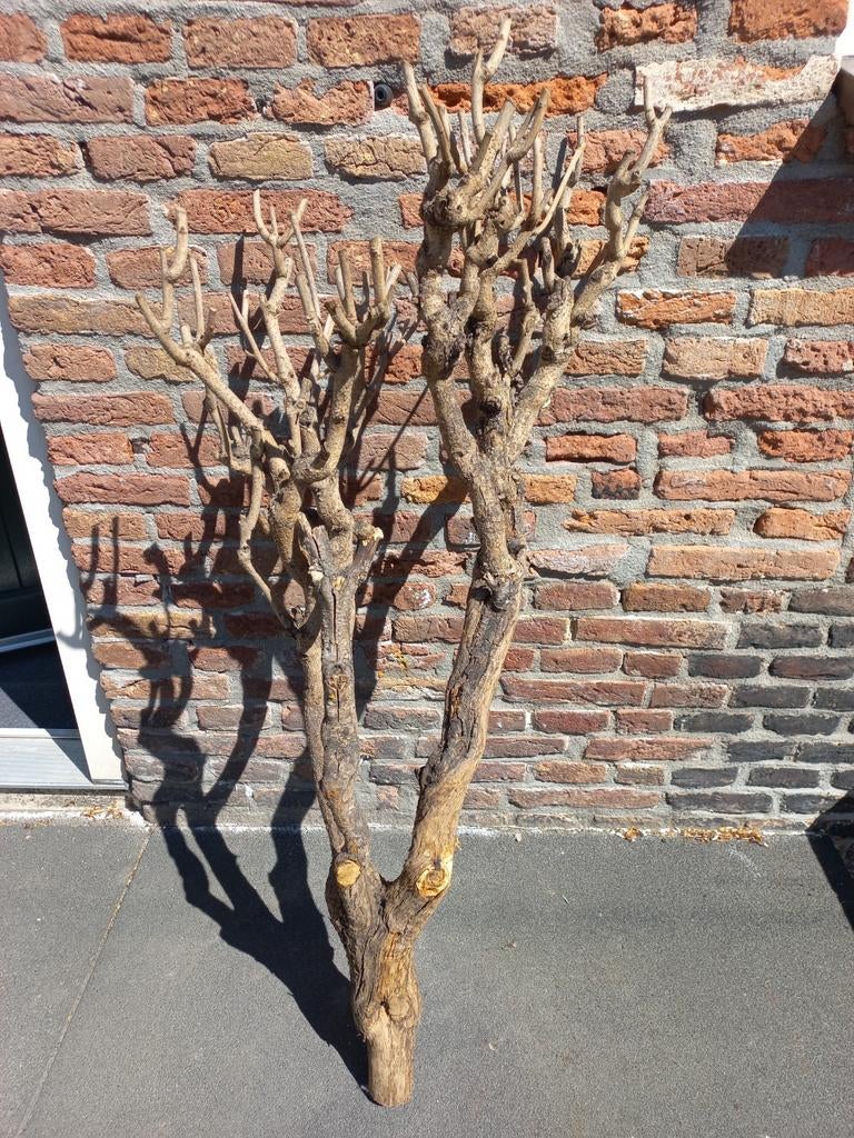 Seringenhout. Decoratie/kunstplant, Ophalen