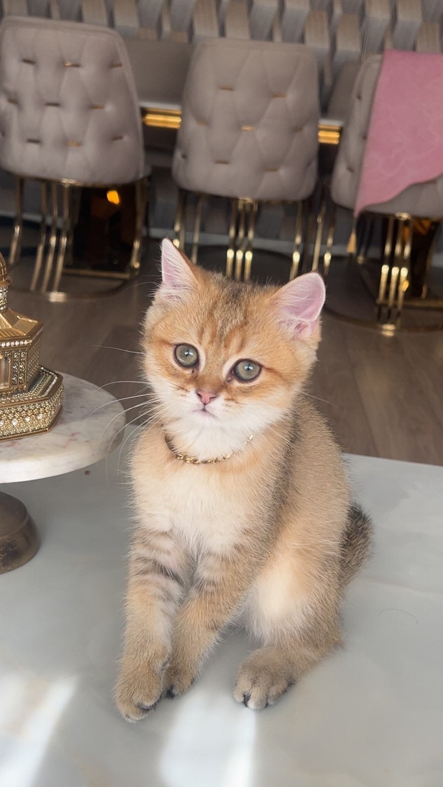 Eindhoven, Kater