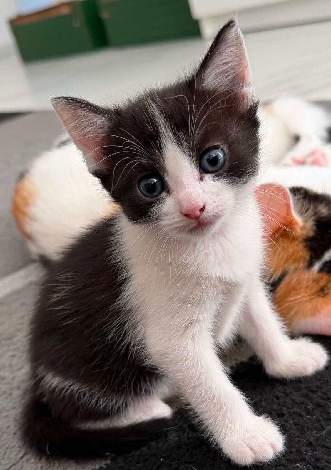 8 weken pusje, Poes