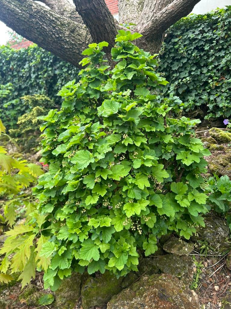 Ribes nigrum / Zwarte bes – fruitstruik, Ophalen, Overige soorten, Minder dan 100 cm