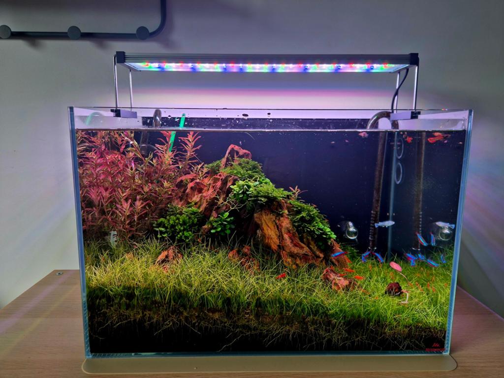 Aquascape Strideways Sado 45 P, Ophalen, Overige merken, Inclusief planten, Gevuld zoetwateraquarium