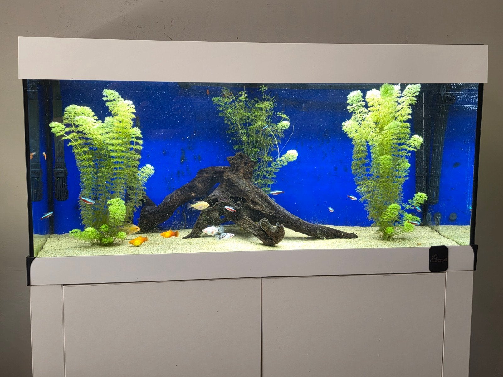 Zgan Complete Juwel Rio 180, Ophalen, Zo goed als nieuw, Gevuld zoetwateraquarium