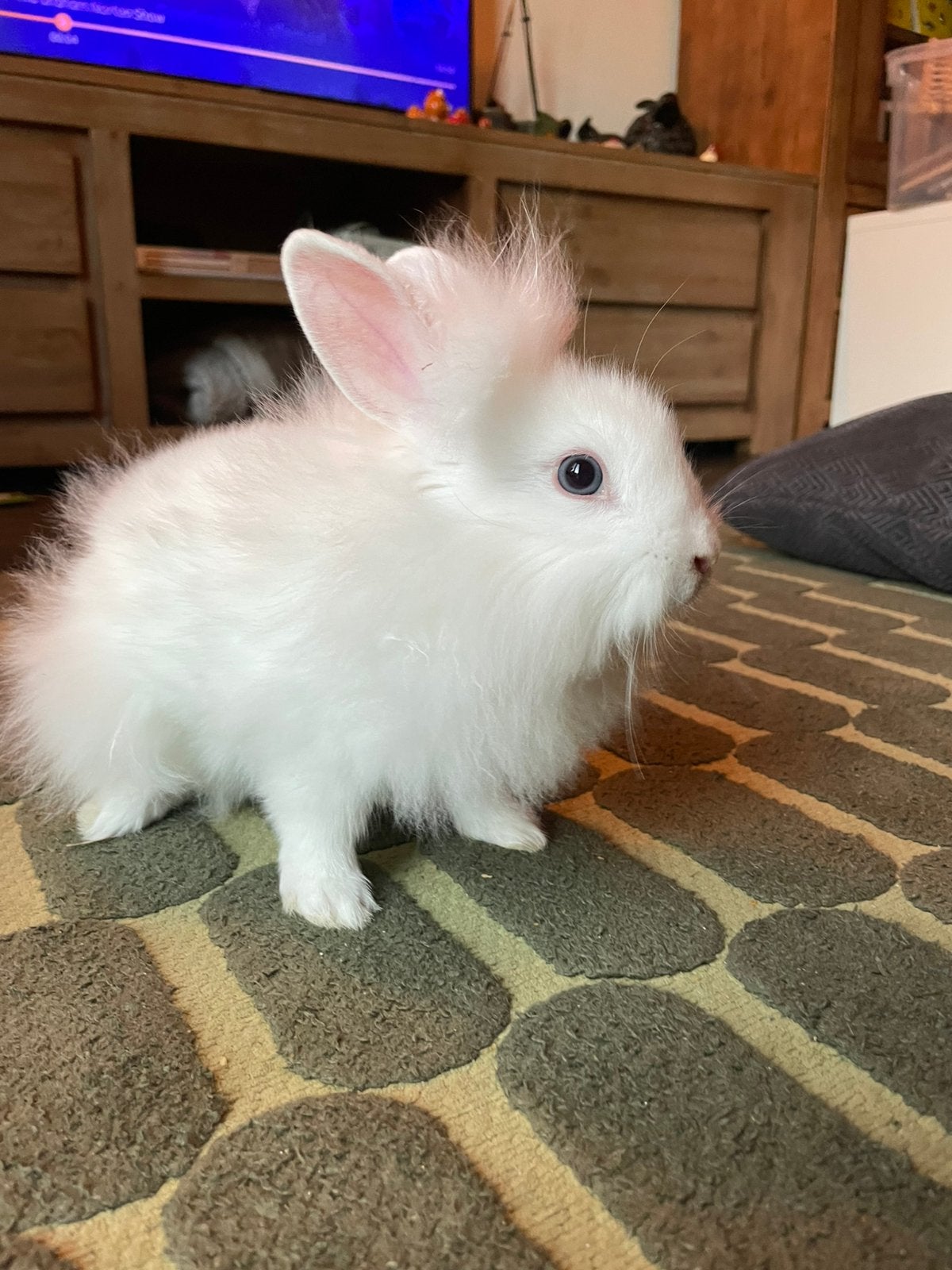 Baby konijnen, Meerdere dieren, Dwerg