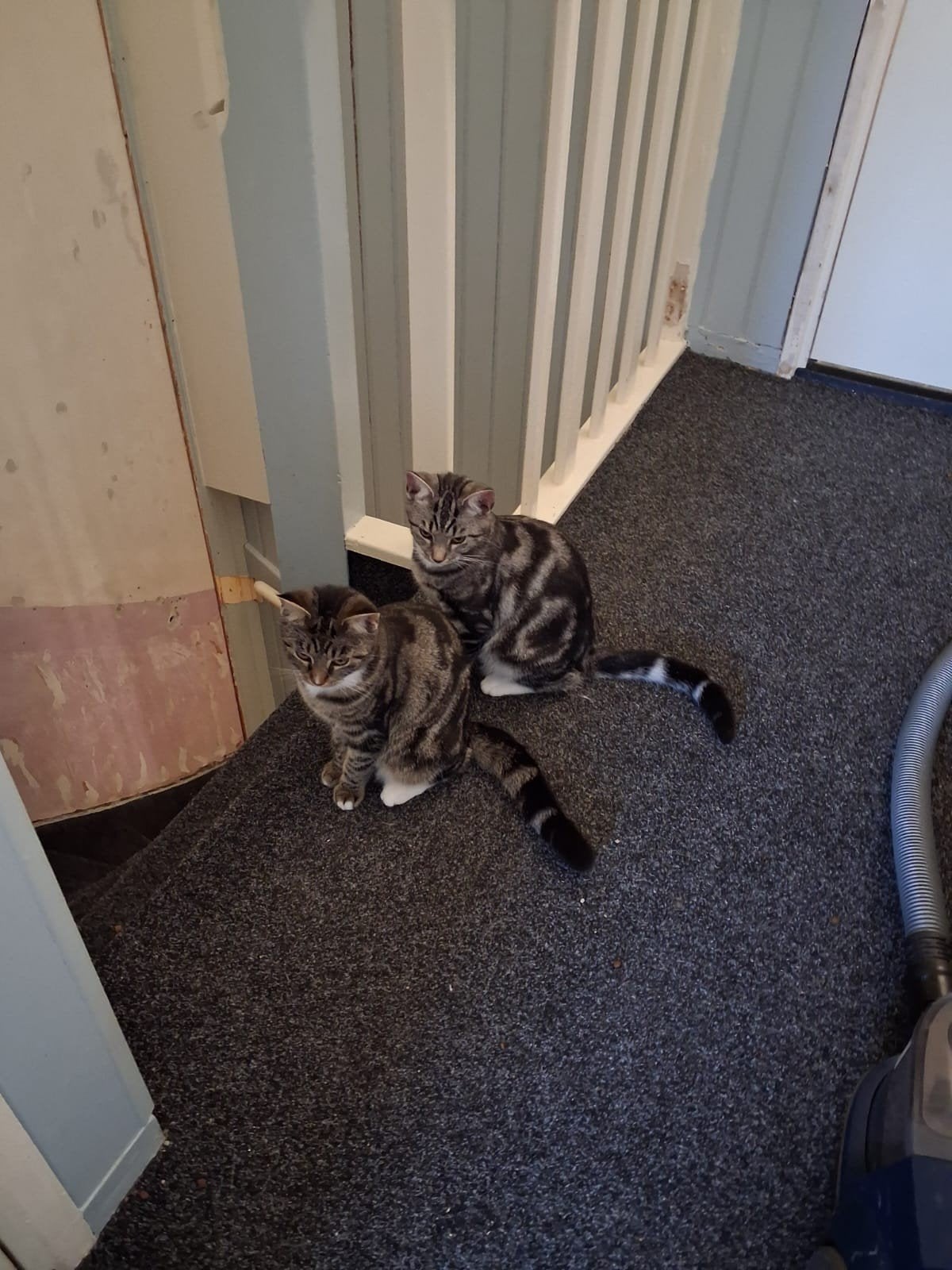 kittens kwart ragdoll, Meerdere dieren