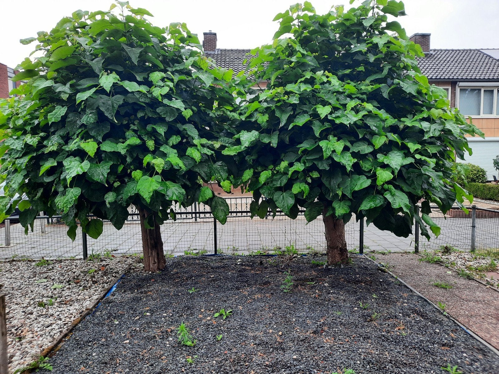 2 mooie Boltrompetbomen, Ophalen, Bolboom, 100 tot 250 cm