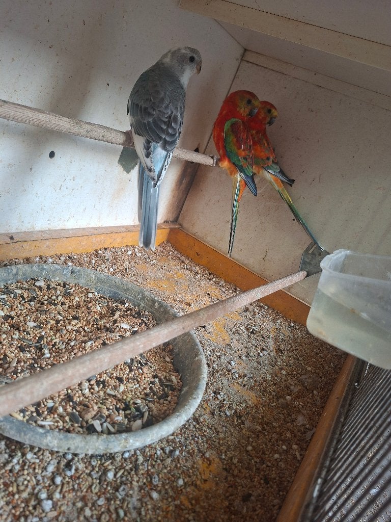roodruggen en grasparkieten, Dieren en Toebehoren, Meerdere dieren, Parkiet, Tam