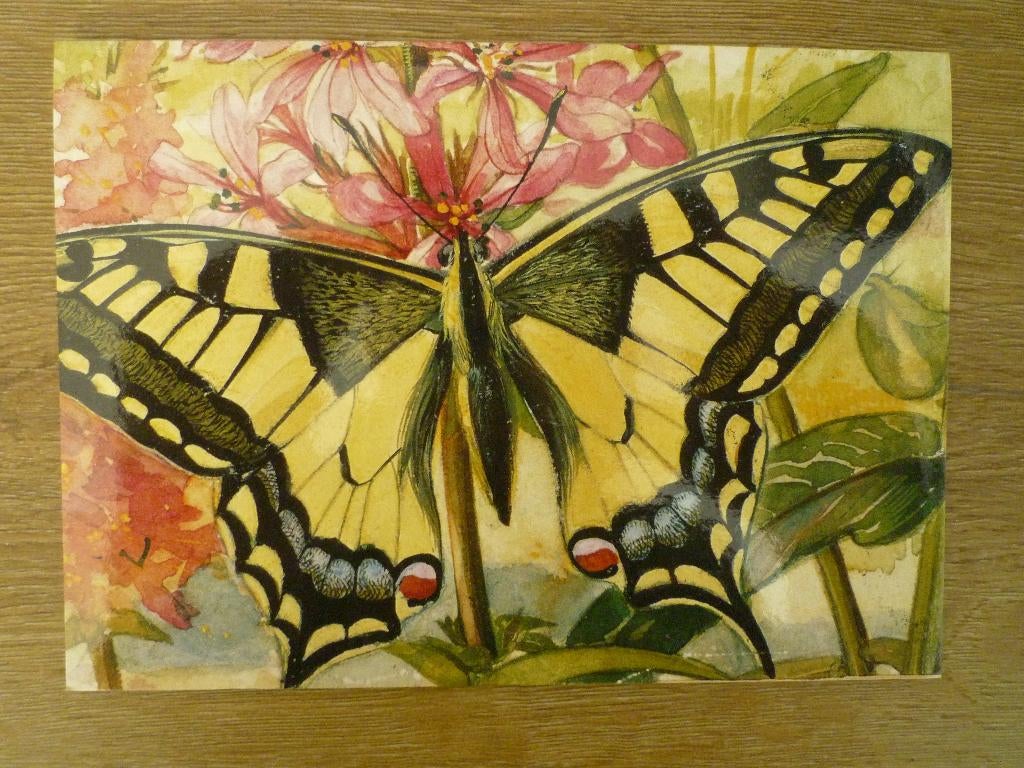 Kunstkaart Kattestaart met Koninginnepage vlinder Henricus, Ophalen of Verzenden, Voor 1920, Vogel