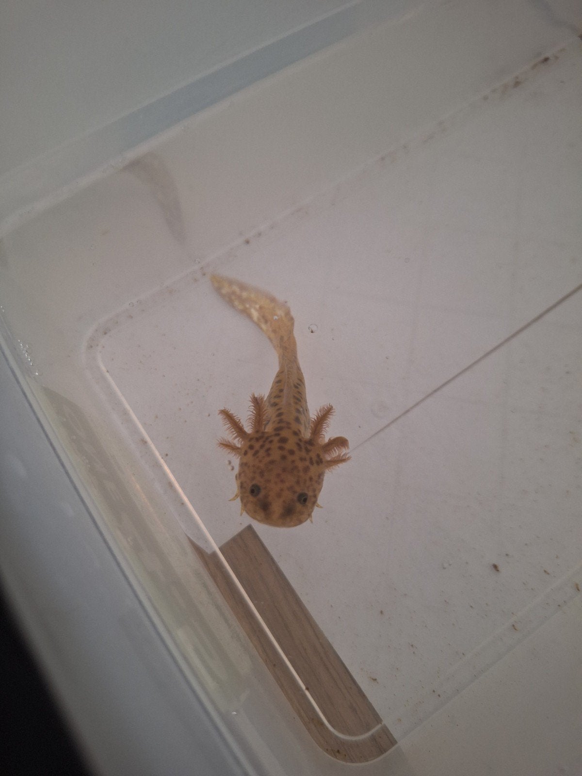 Koper kleurige baby axolotls, Amfibie, 0 tot 2 jaar