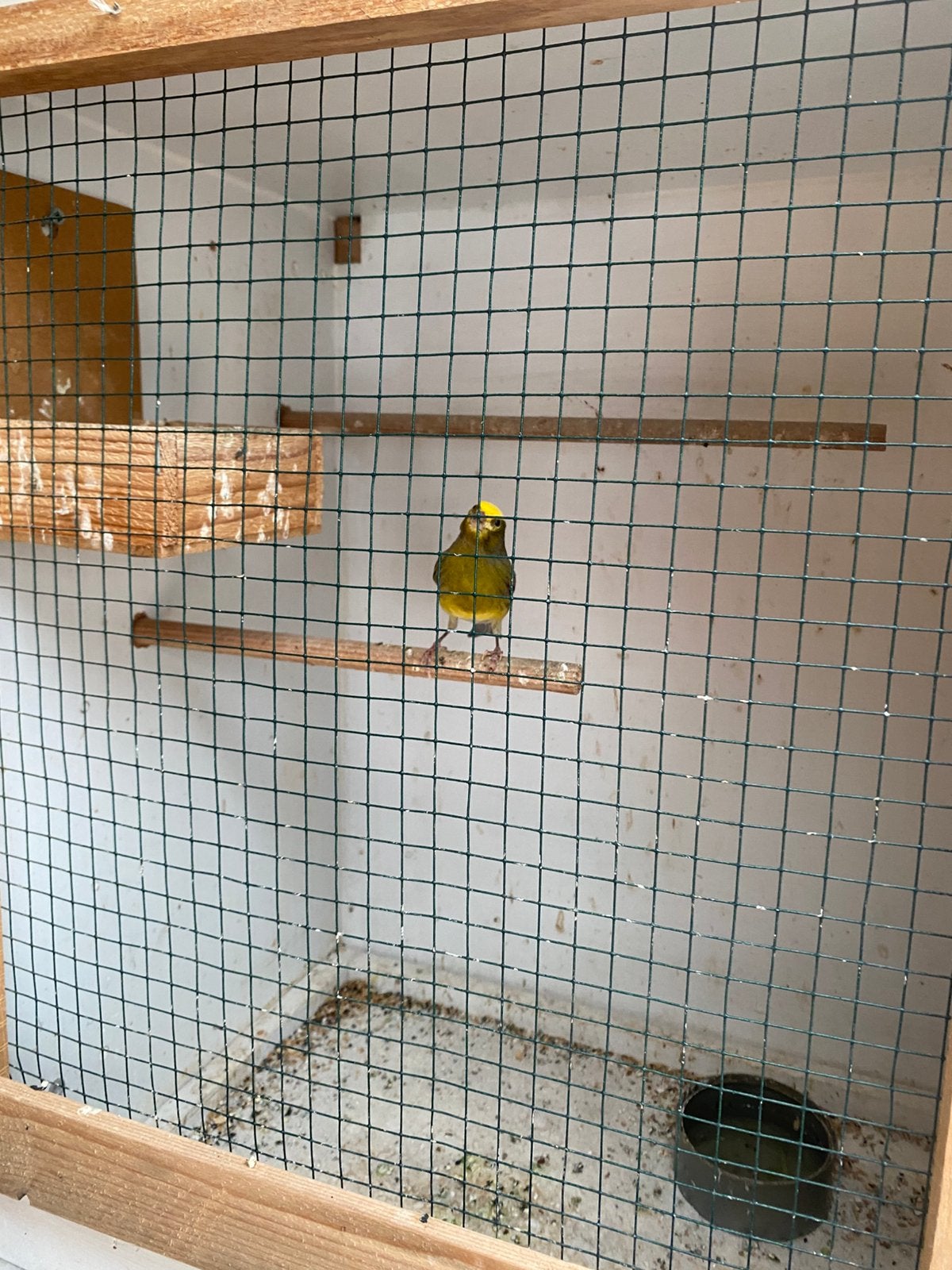 Razokanarie, Dieren en Toebehoren, Meerdere dieren