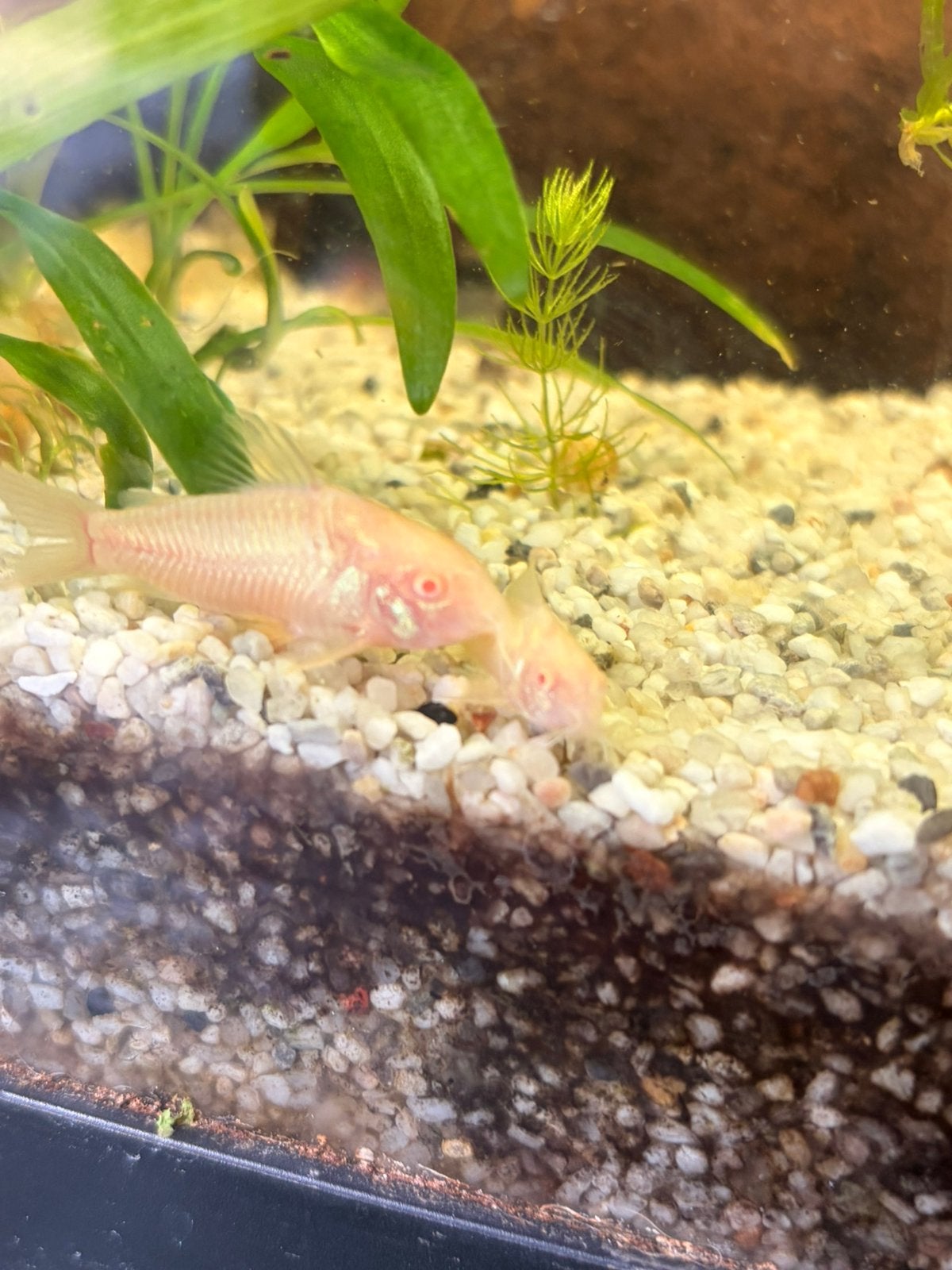 Corydora Albino, Vis
