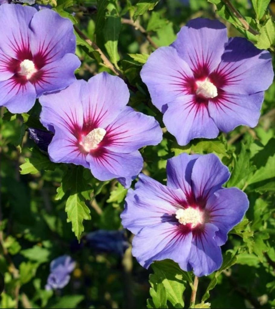 hibiscus lirope muscari, Ophalen, Volle zon