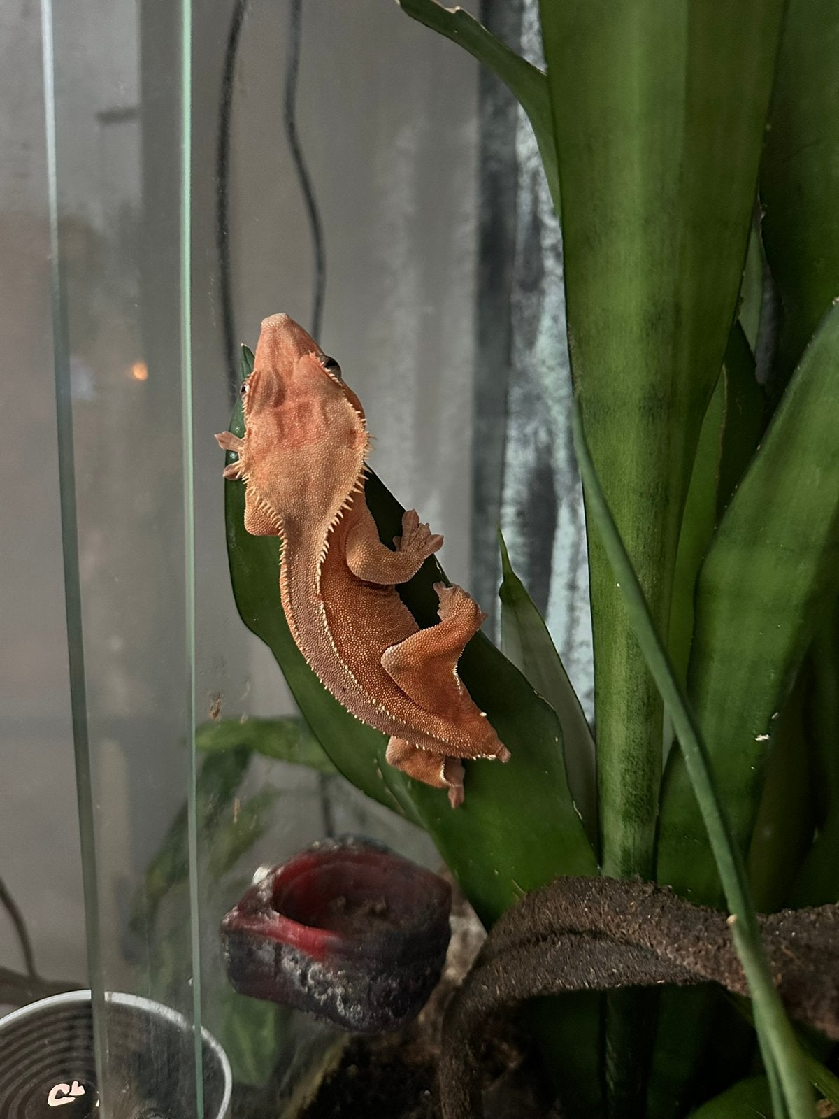 Wimpergekko vrouw, Dieren en Toebehoren, Hagedis, 3 tot 6 jaar