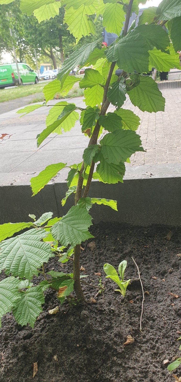 Hazelaar stekjes - 2 verschillende soorten, Volle zon, Vaste plant, Ophalen of Verzenden, Fruitplanten