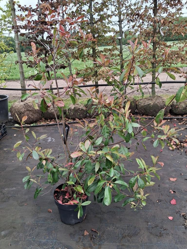 Glansmispel 'Red Robin' - Photinia fraseri 150cm, Ophalen of Verzenden, Vaste plant, Overige soorten, Halfschaduw