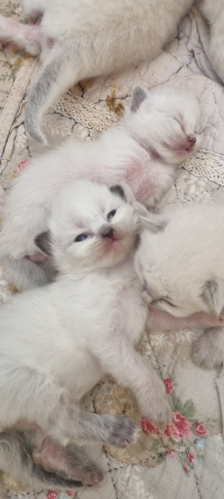 Ragdoll kittens te koop, Dieren en Toebehoren, Katten en Kittens | Raskatten | Langhaar, Meerdere dieren, Ontwormd