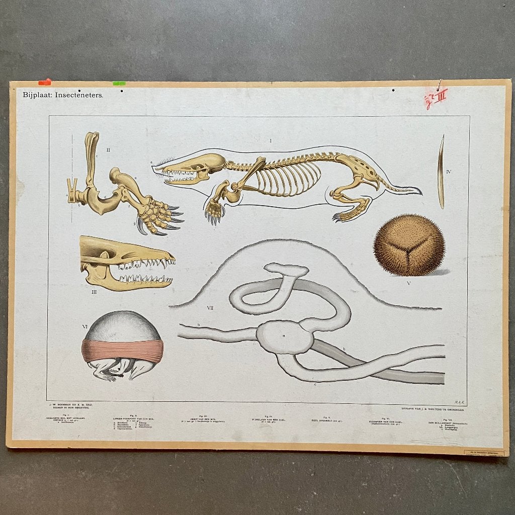 Bijplaat Insecteneters, Ophalen of Verzenden, Natuur en Biologie