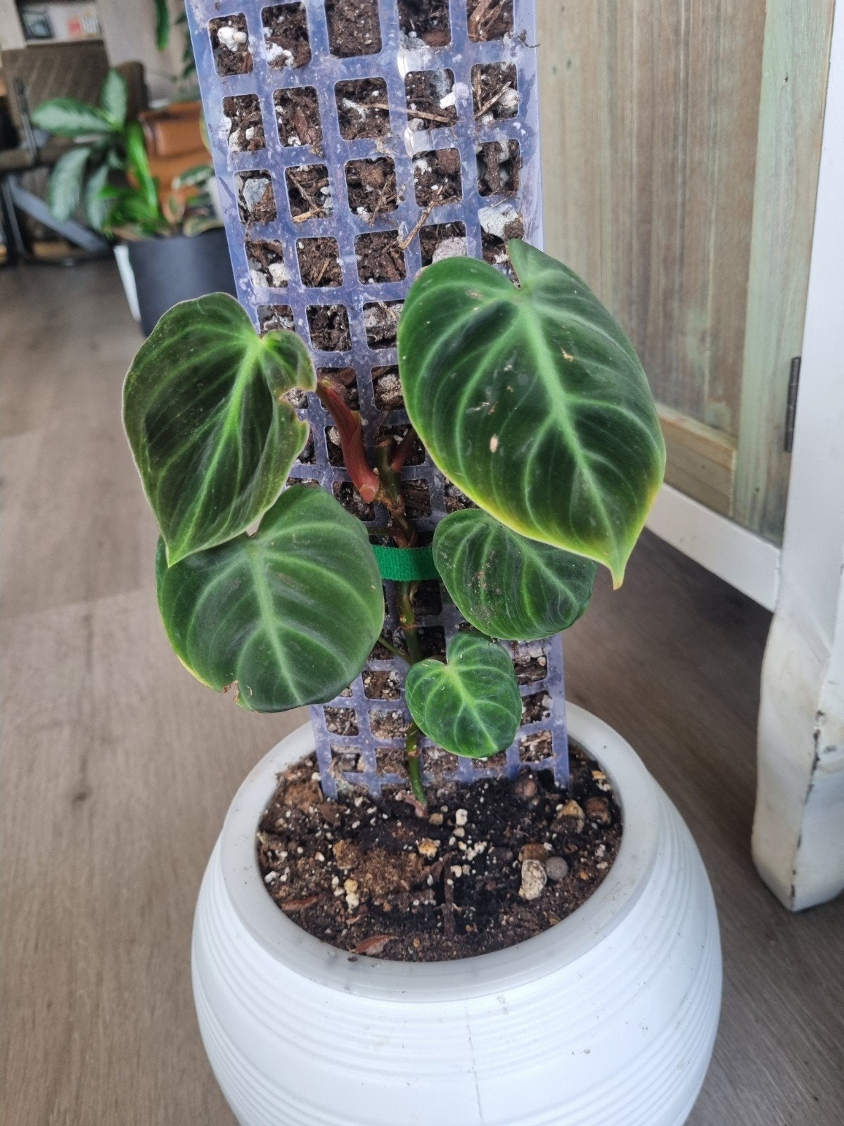 El Choco Red Philodendron - Jonge plant, Overige soorten, Vaste plant, Ophalen of Verzenden, Bloeit niet