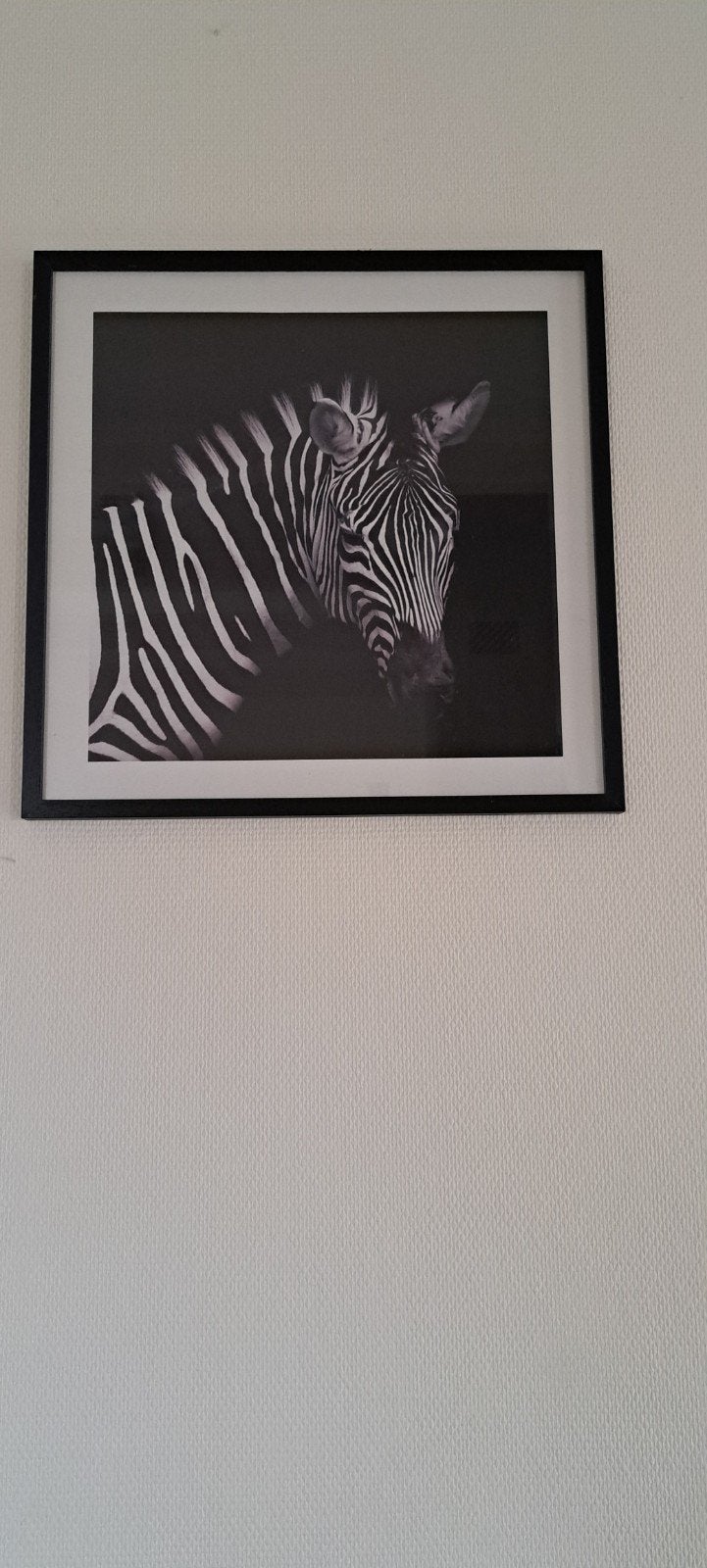 Mooi schilderij zebra, Ophalen, Zo goed als nieuw, Schilderij, 5 – 50