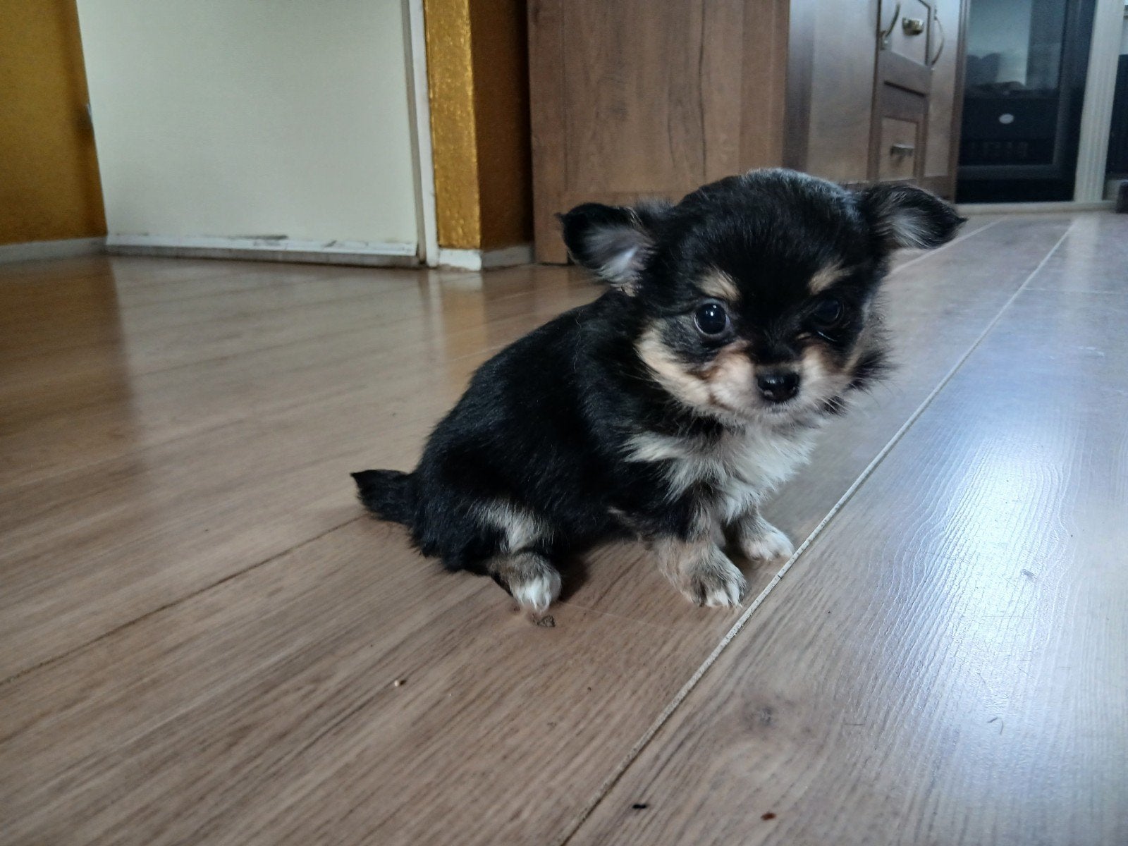 pomsi pups, 8 tot 15 weken, Dwerg, Langhaar, Meerdere