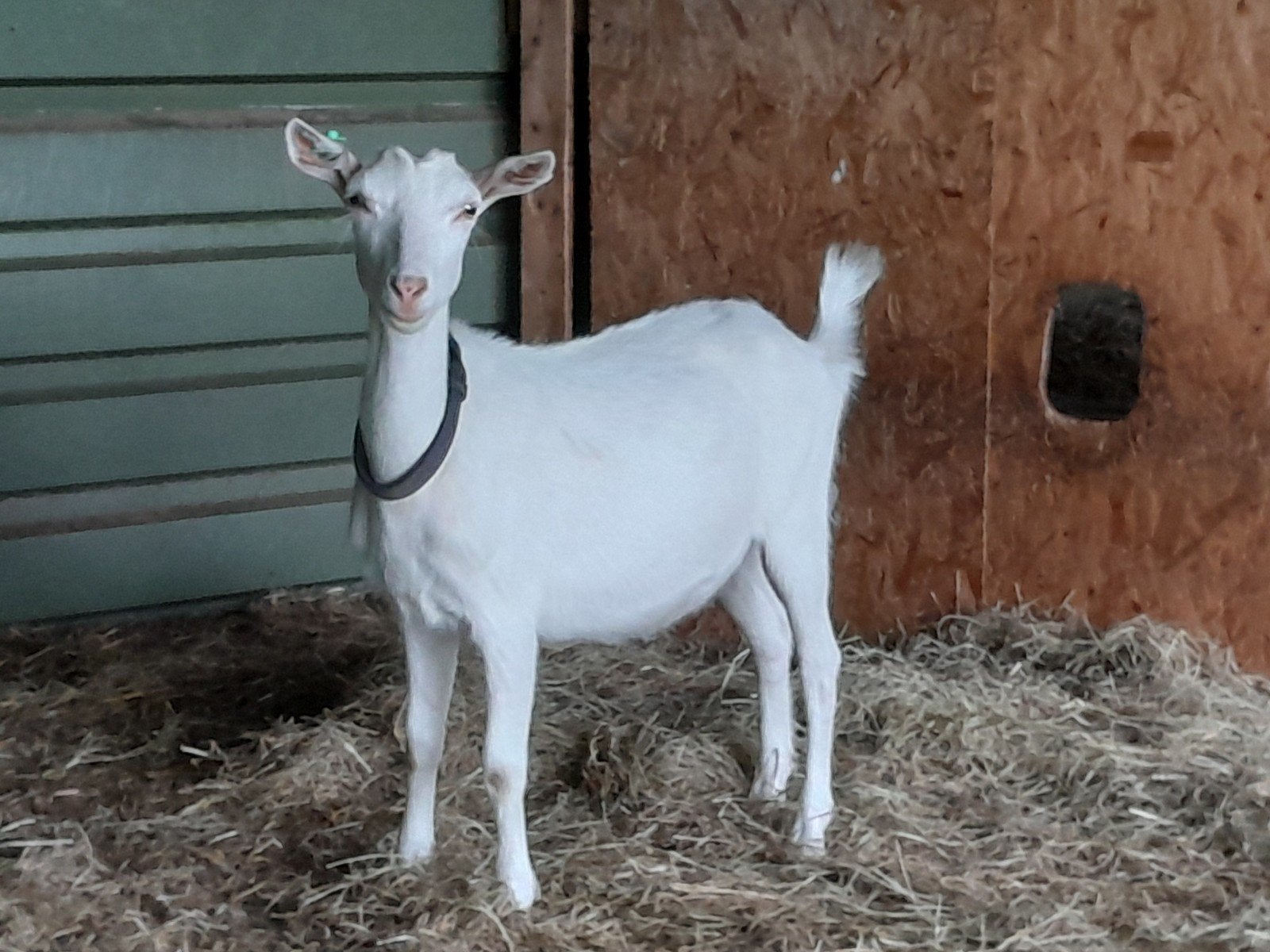 Te koop witte toggenburger geit, Dieren en Toebehoren, Schapen, Geiten en Varkens, Vrouwelijk, Geit