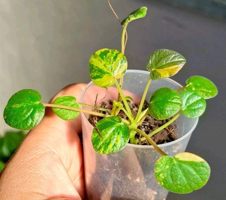 Peperomia Rana Verde variegata, Verzenden, Halfschaduw, Minder dan 100 cm