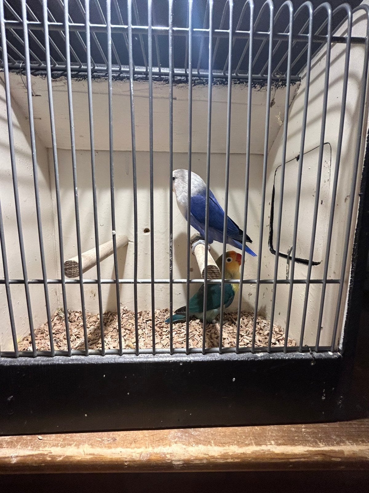 Mooi koppeltje Agepornissen fischeries, Meerdere dieren, Dwergpapegaai of Agapornis, Geringd