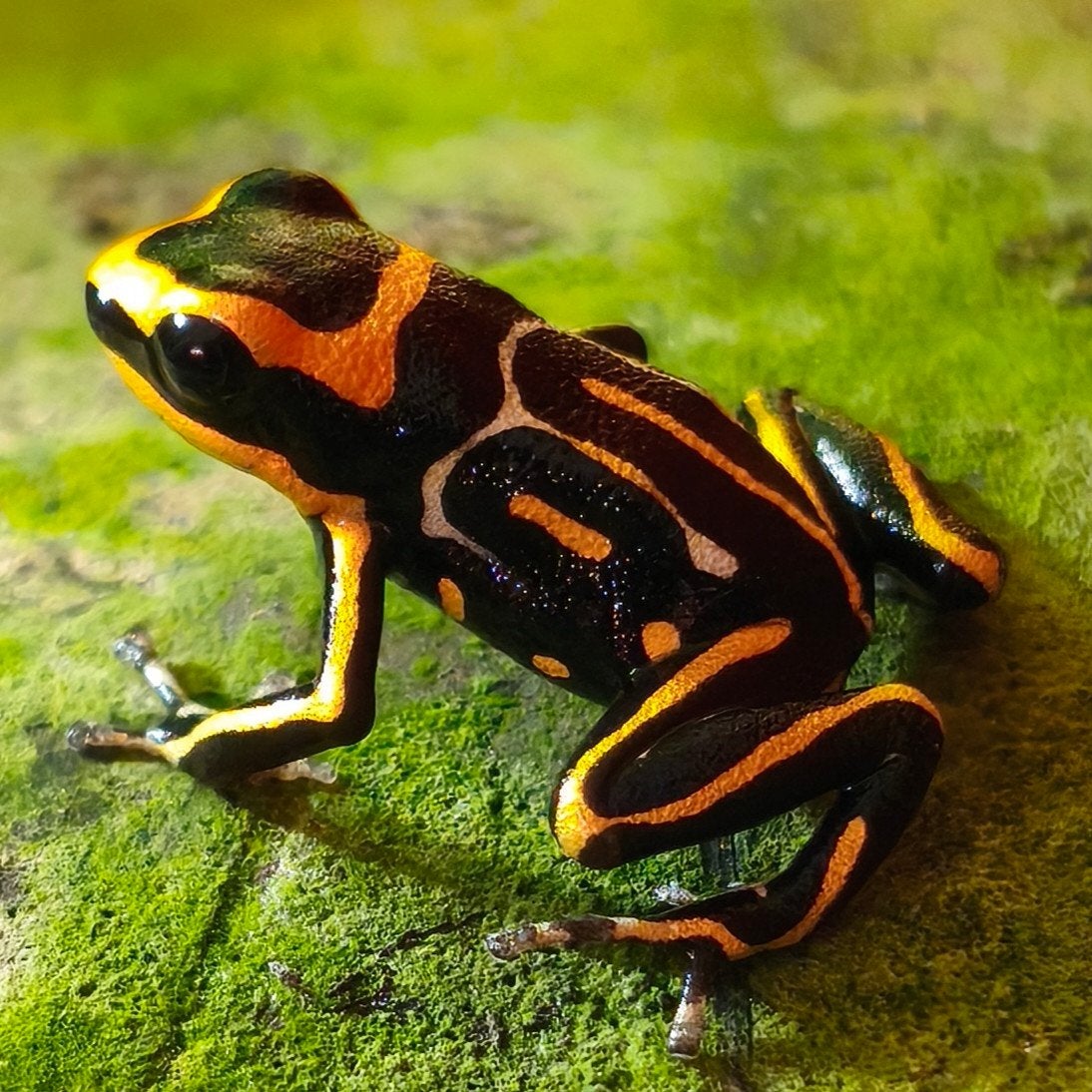 Ranitomeya summersi 'Reticulated' NEW, Amfibie, 0 tot 2 jaar
