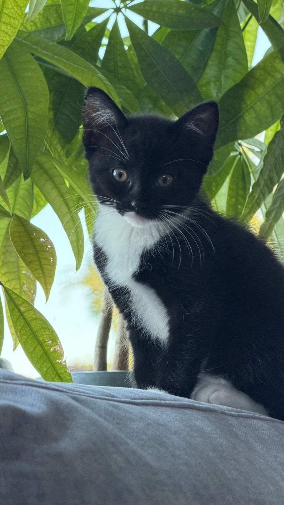Kitten Ragdoll x Zwarte kater, Meerdere dieren, Ontwormd