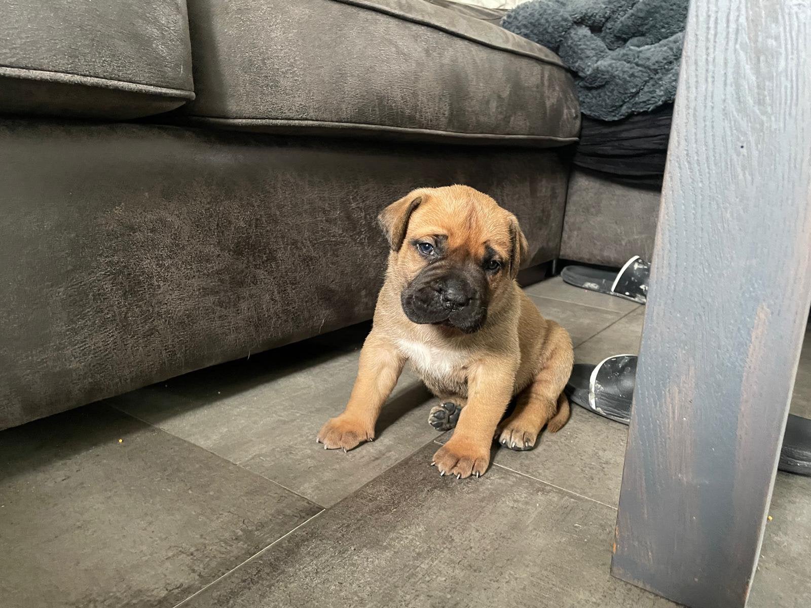 Boerboel pups., Dieren en Toebehoren, Overige rassen, CDV (hondenziekte), 8 tot 15 weken, Teef