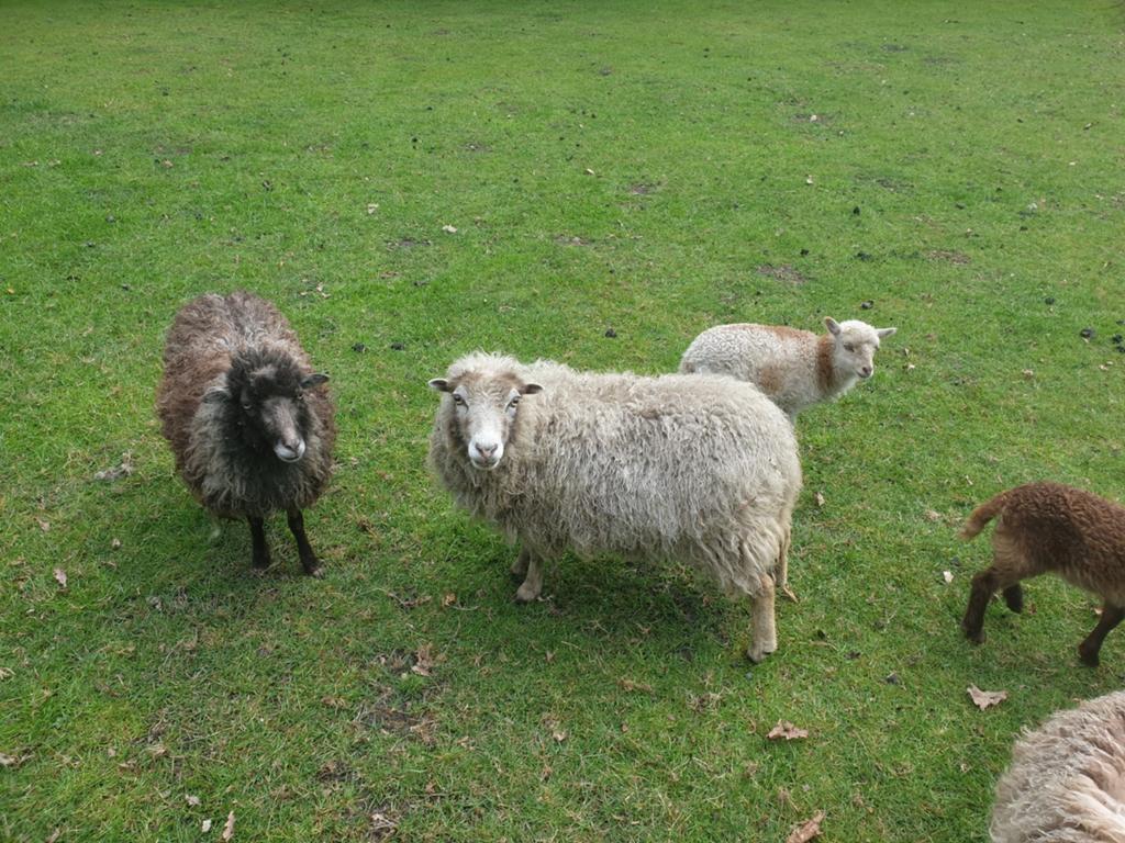 Ouessant ooi, 2 jaar oud., Dieren en Toebehoren, Schapen, Geiten en Varkens, Vrouwelijk, Schaap