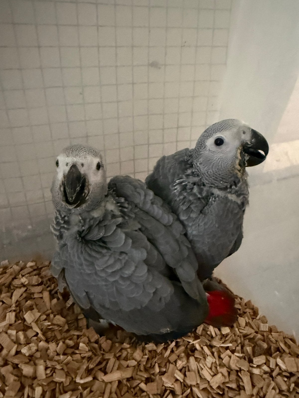 Lieve jonge tamme grijze roodstaart papegaaien, Meerdere dieren, Papegaai, Pratend