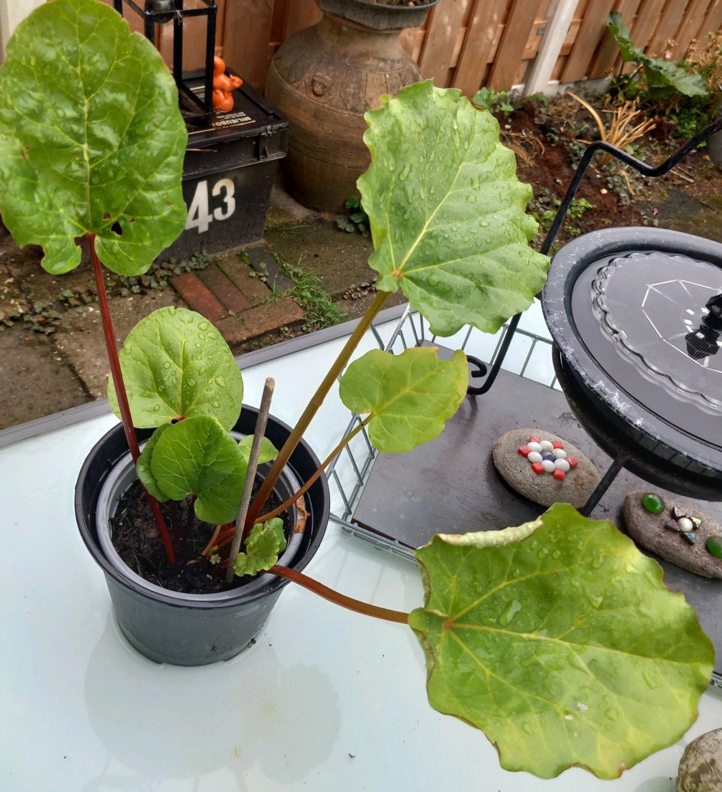Rabarber .🥬.Victoria, Tuin en Terras, Ophalen, Groenteplanten, Volle zon