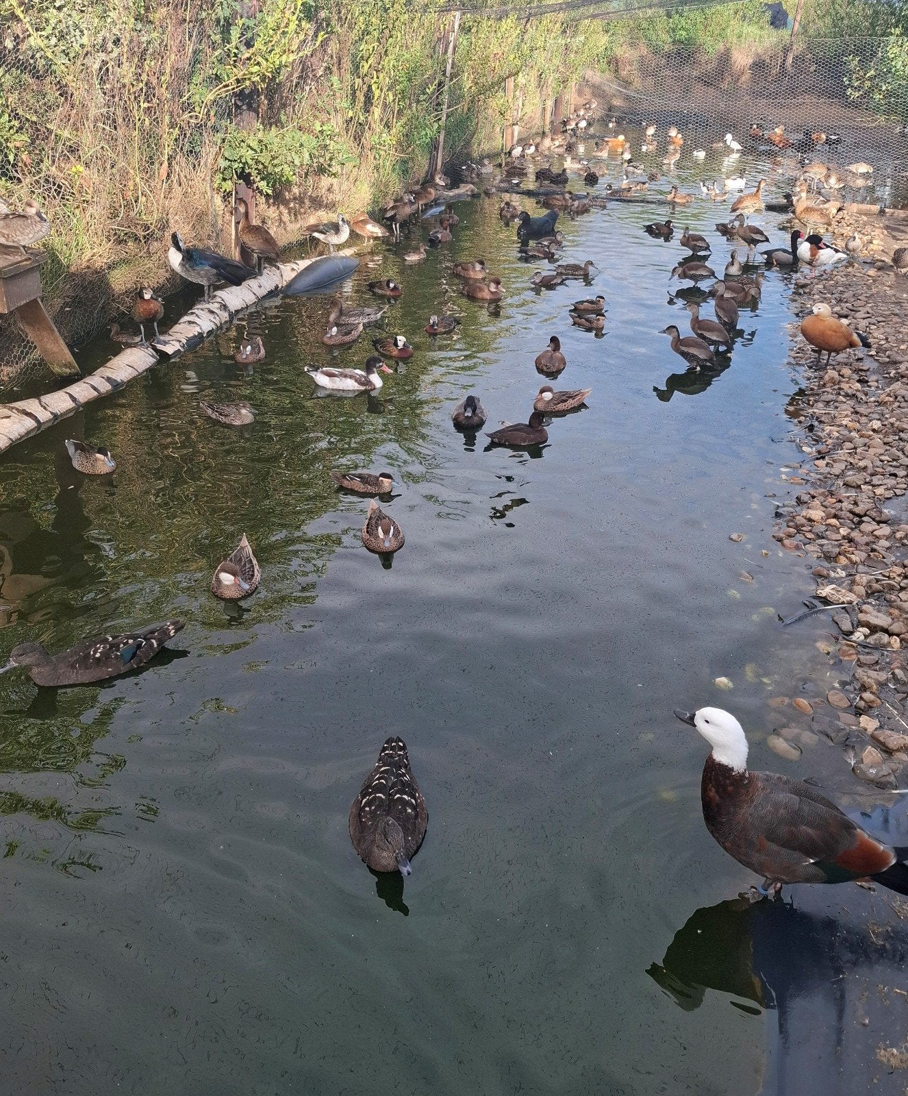 te koop siereenden, Dieren en Toebehoren, Pluimvee, Meerdere dieren, Eend
