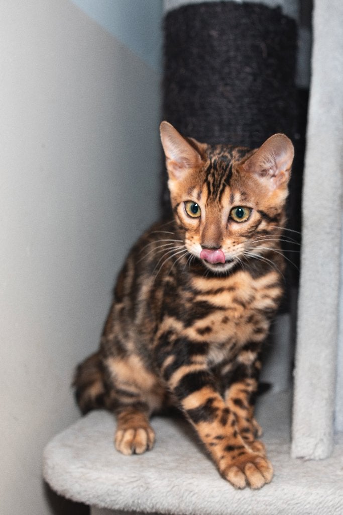 Nog een katertje/Prachtige, contrasterende Bengaalse kittens, Dieren en Toebehoren, Katten en Kittens | Raskatten | Korthaar, Meerdere dieren