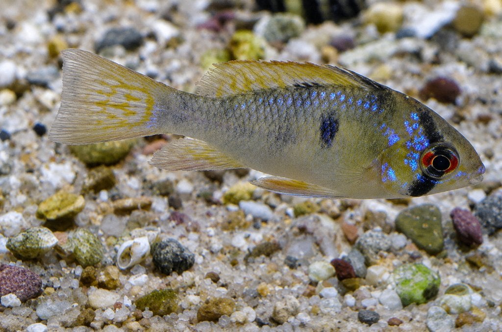 Antennebaars Mikrogeophagus ramirezi – Wildkleur – ACTIE!, Vis, Zoetwatervis