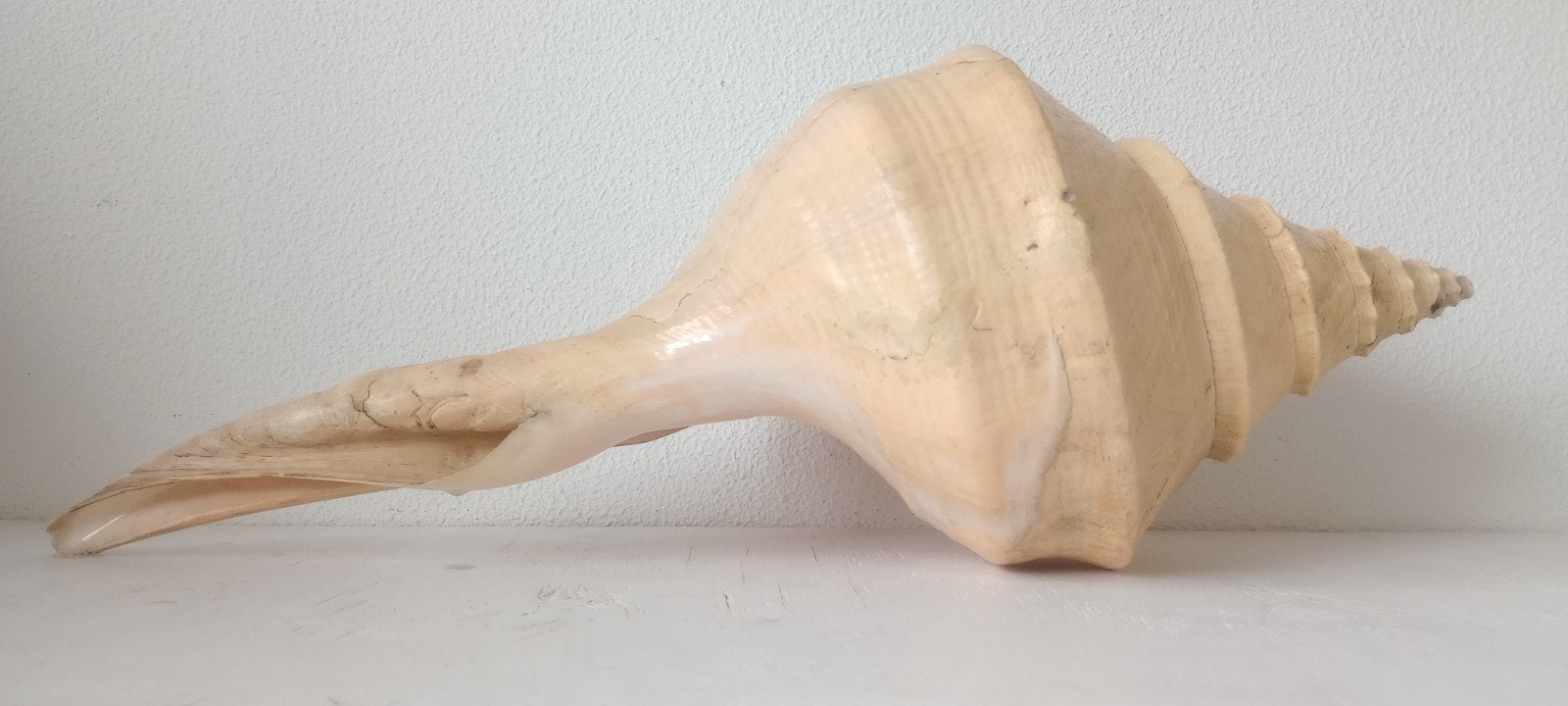 Grote Australische Trompetschelp - Syrinx Aruanus, Ophalen