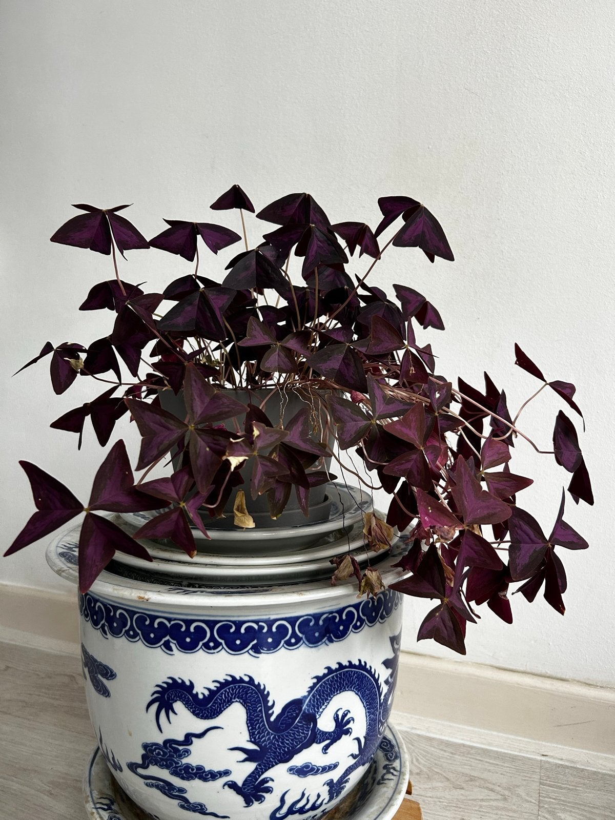 Oxalis Triangularis in grijze keramische pot met schaal, Ophalen, Overige soorten, Halfschaduw, In pot