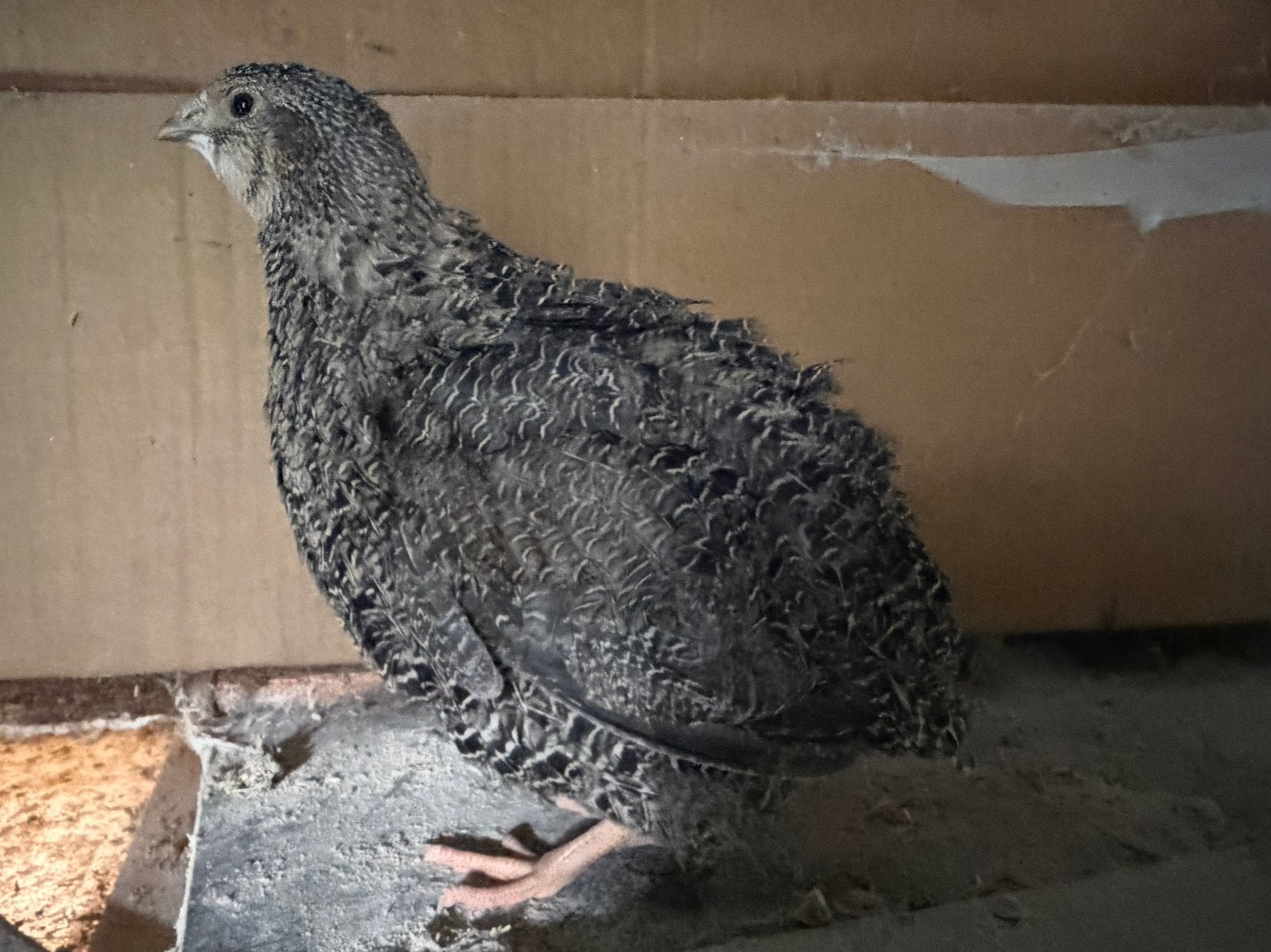 Jumbo japanse kwartels, Dieren en Toebehoren, Meerdere dieren, Overige soorten