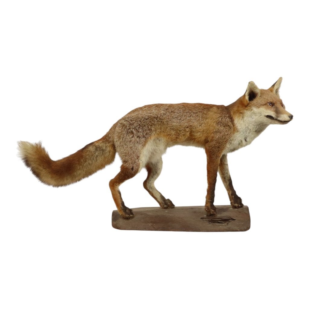 Opgezette Vos op Eiken Stronk Vulpes Vintage Taxidermie, Ophalen, Gebruikt, Wild dier, Opgezet dier