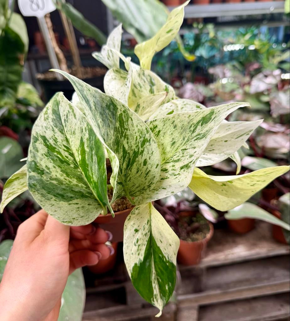 Epipremnum Snow Leopard p12, Huis en Inrichting, Kamerplanten, Overige soorten, Minder dan 100 cm, Groene kamerplant, Halfschaduw